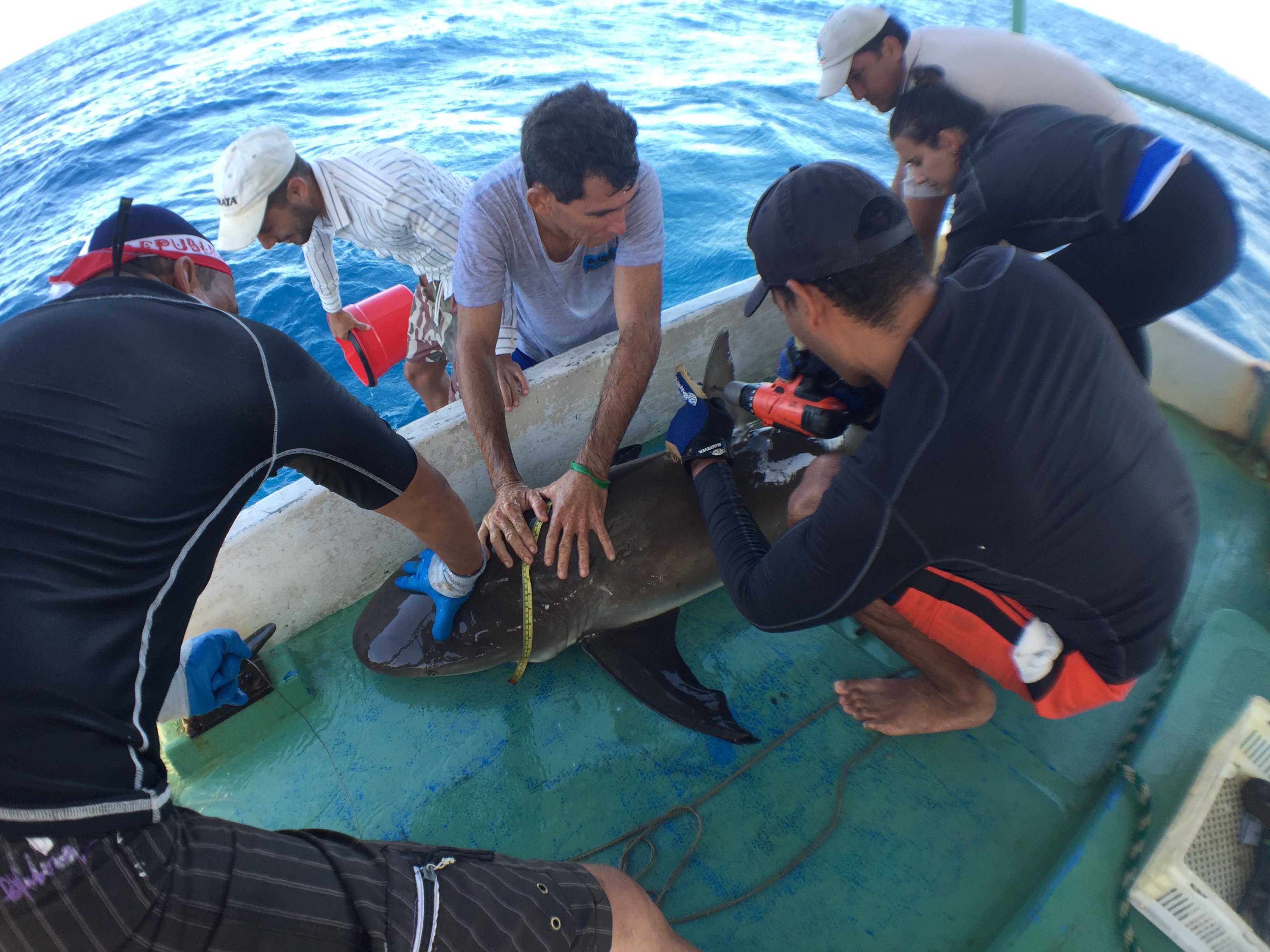 Shark Tagging with Scientists - Cuba 2016