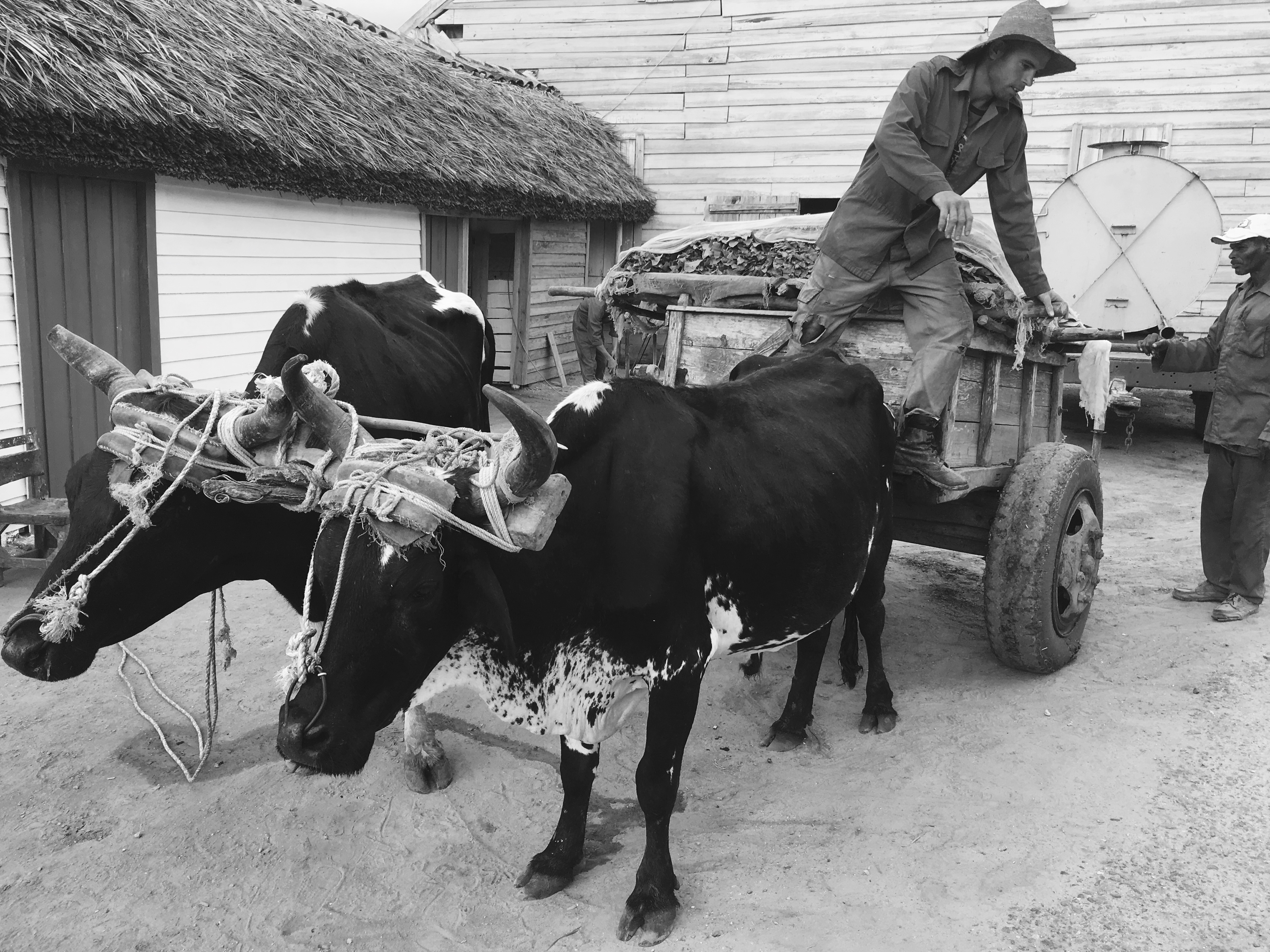 Cuba Oxen 2016